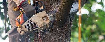 Best Utility Line Clearance  in Clarksville, TX