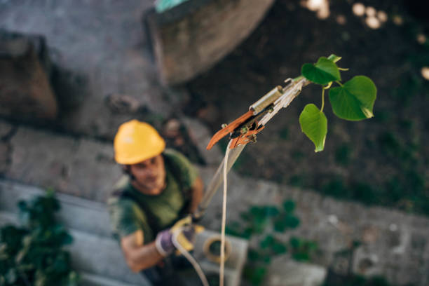 Best Leaf Removal  in Clarksville, TX