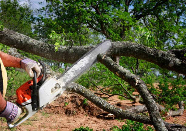 Best Lawn Mowing  in Clarksville, TX